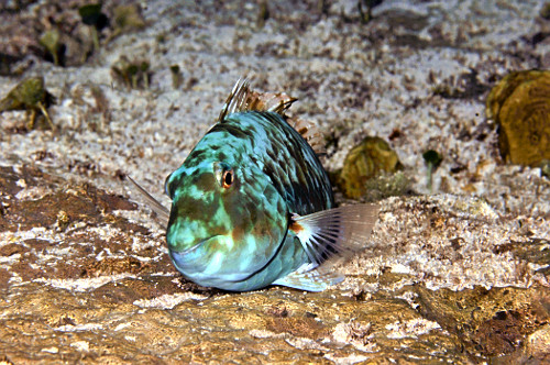 Peixe Arco Íris - Noronha