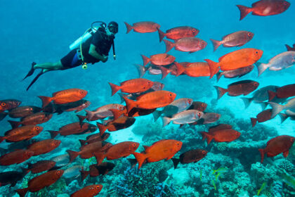 Mergulho em Fernando de Noronha