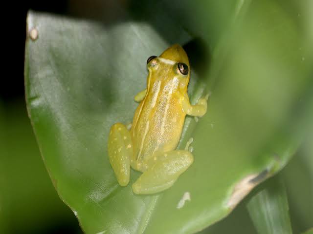 Scinax auratus - Fernando de Noronha