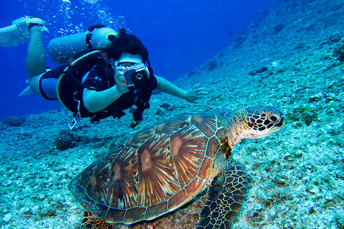 Mergulho com tartarugas em Fernando de Noronha