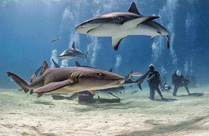 Mergulho com tubarões em Noronha
