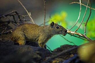Mocó - Animais em Fernando de Noronha