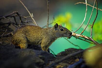 Mocó - Animais em Fernando de Noronha
