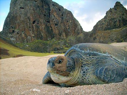 Tartaruga Verde de Fernando de Noronha